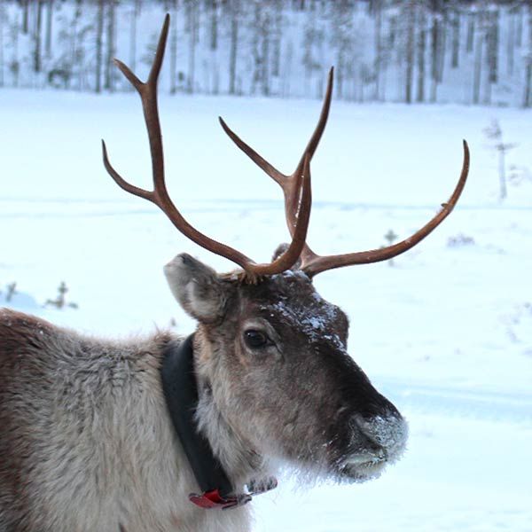 Reindeer, Hossa