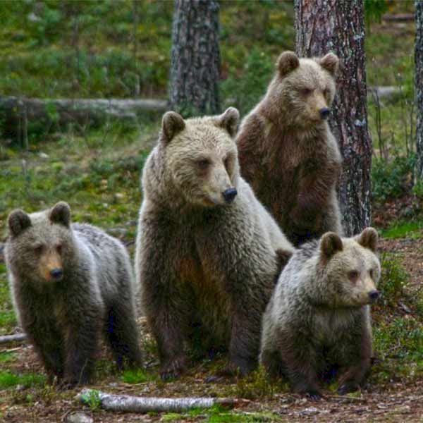 Wild nature bears