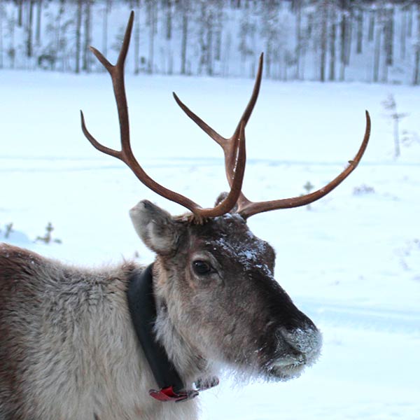 Reindeer, Hossa